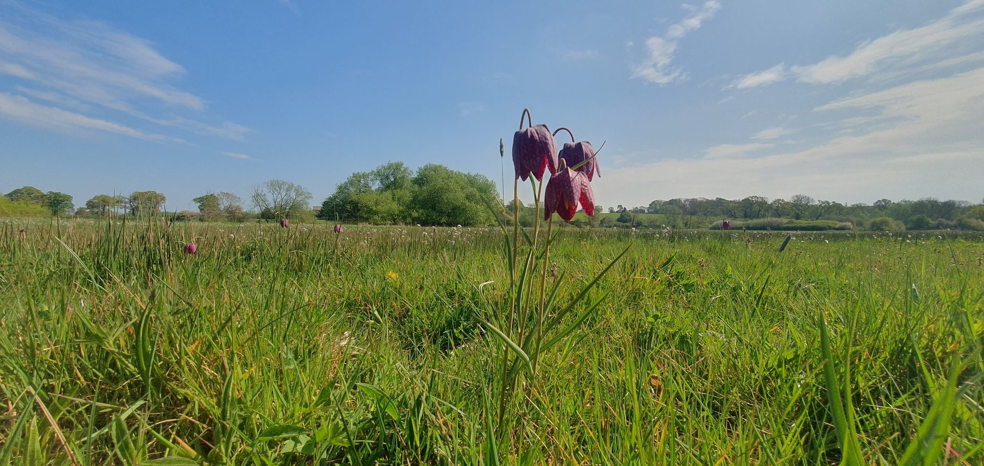Habitat survey